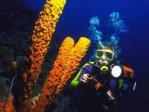 Scuba diving Scuba diving